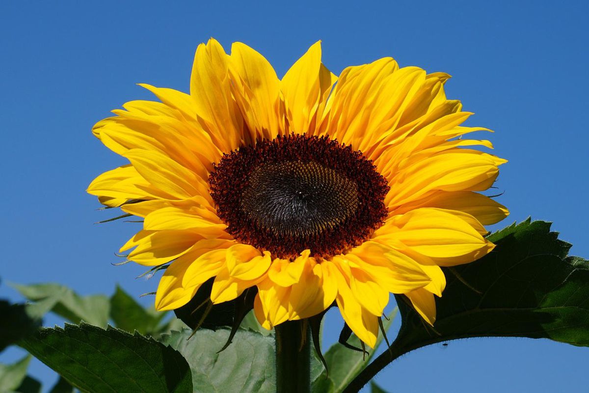 Resultado de imagen de girasol